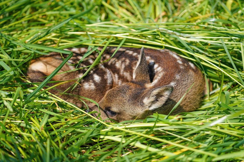 Rehkitz liegt geduckt im hohen Gras