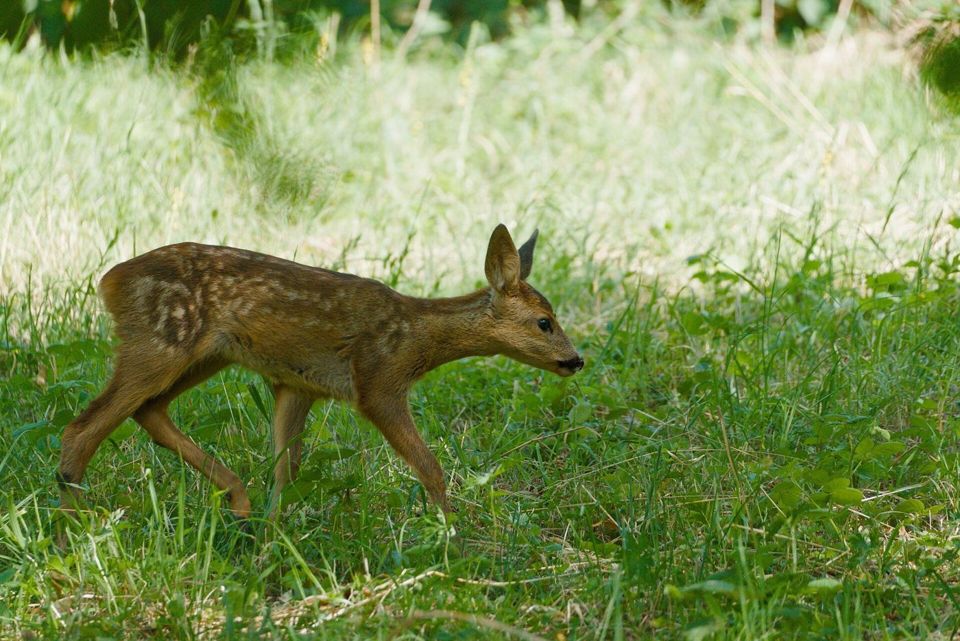 Junges Rehkitz läuft über eine Wiese