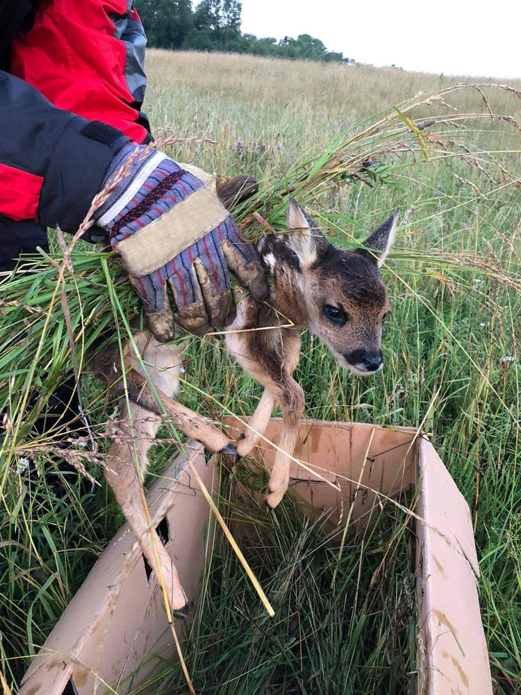 Helfer hebt ein Rehkitz mit Handschuh und Gras in einen Karton