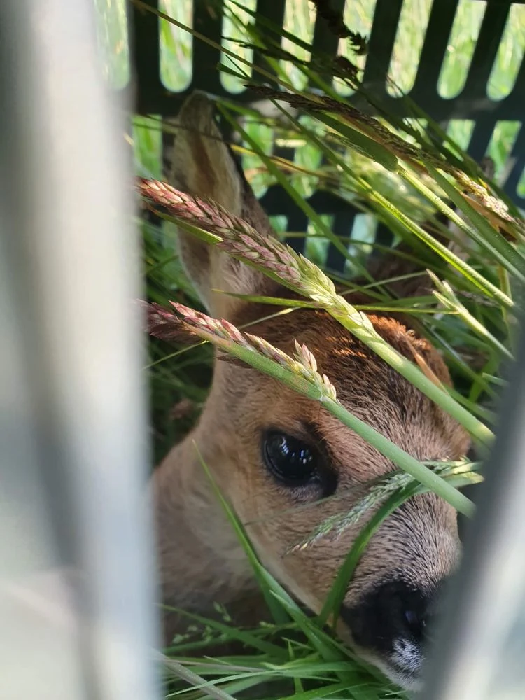 Rehkitz liegt geschützt unter einem Korb im Gras