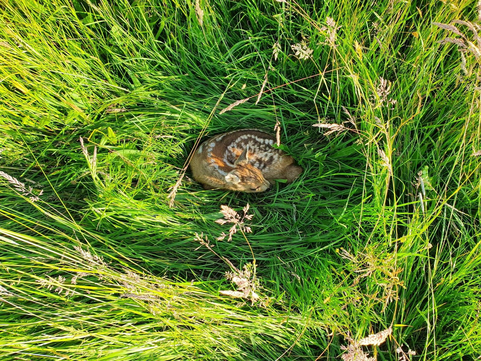 Rehkitz liegt zusammengerollt im hohen Gras einer Wiese