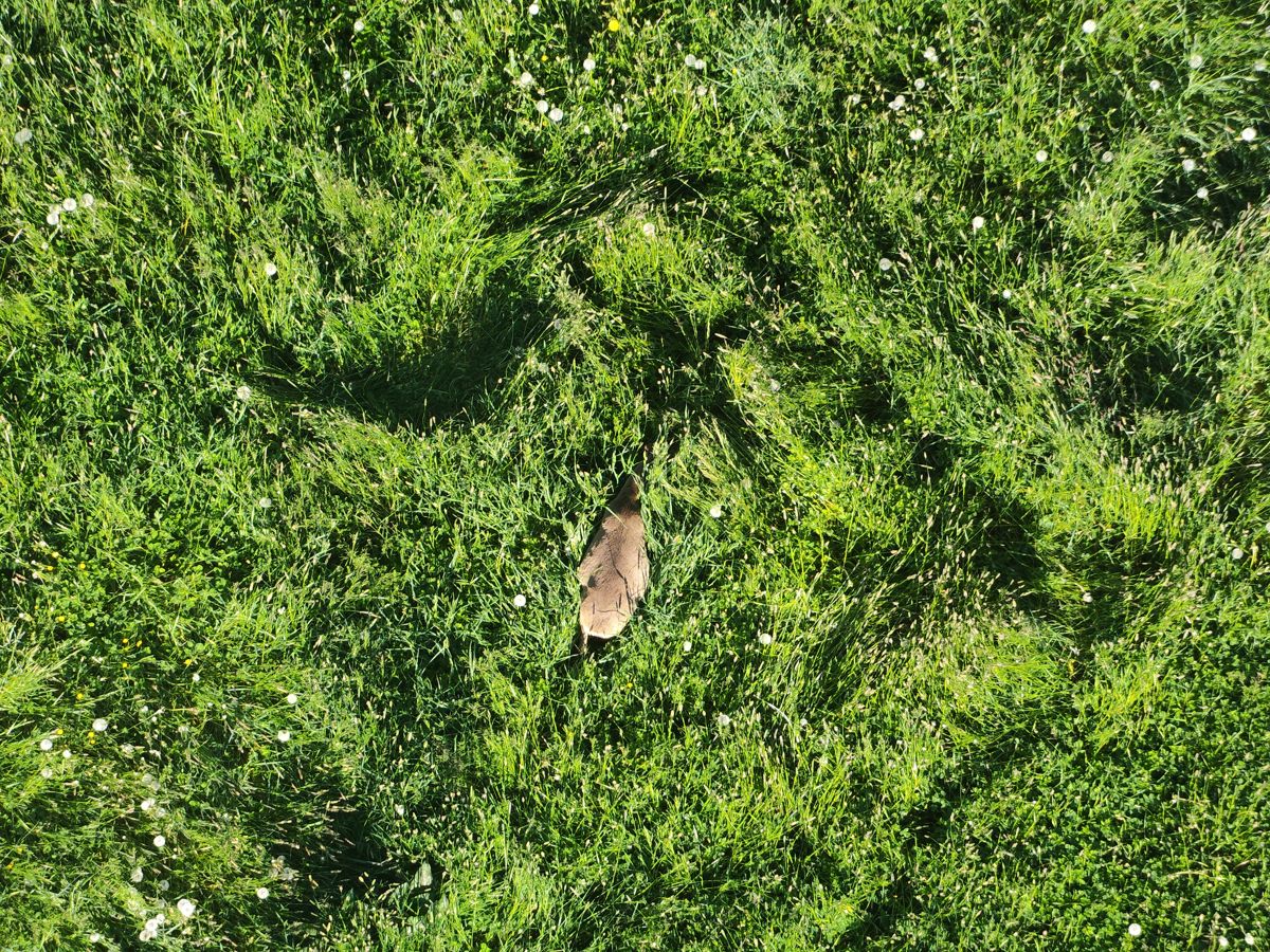 Luftaufnahme einer Wiese, in der Mitte ein Rehkitz im Gras