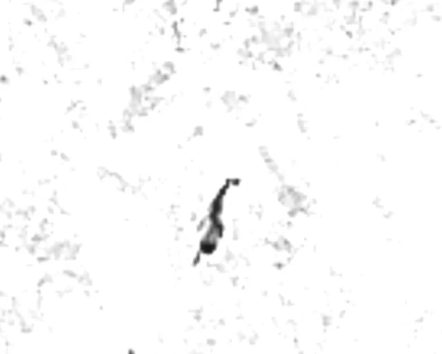 Wärmebild derselben Stelle: das Kitz als dunkle Signatur auf hellem Grund